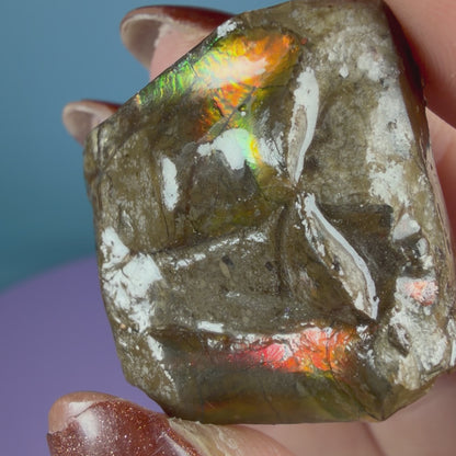 Rare Ammolite Fossil Gemstone Specimen, Canada (Video)