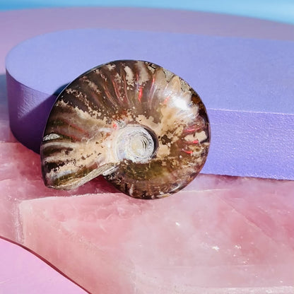 Flashy Ammonite Fossil Shell Small Specimen (Video)