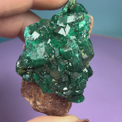 Rare Dioptase Cluster Specimen (Video)