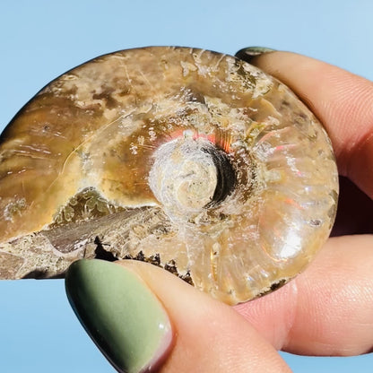 Flashy Ammonite Fossil Shell Small Specimen (Video)