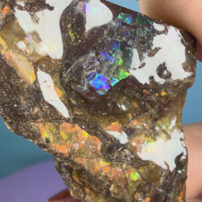 Rare Ammolite Fossil Gemstone Specimen, Canada (Video)