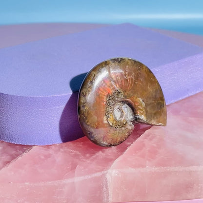 Flashy Ammonite Fossil Shell Small Specimen (Video)