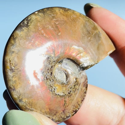 Flashy Ammonite Fossil Shell Small Specimen (Video)