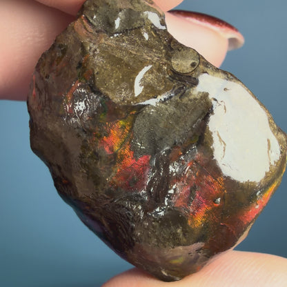 Rare Ammolite Fossil Gemstone Specimen, Canada (Video)