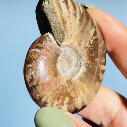 Flashy Ammonite Fossil Shell Small Specimen (Video)