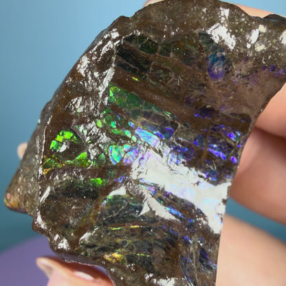 Rare Ammolite Fossil Gemstone Specimen, Canada (Video)