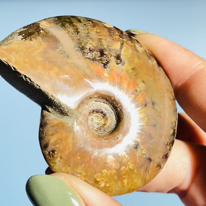 Flashy Ammonite Fossil Shell Small Specimen (Video)