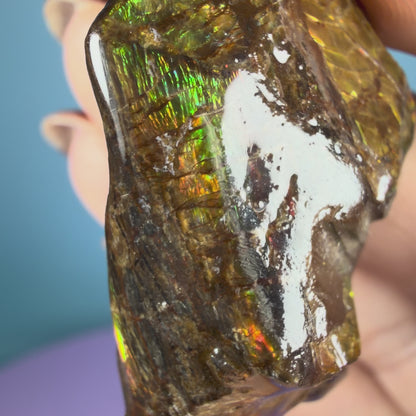 Rare Ammolite Fossil Gemstone Specimen, Canada (Video)