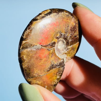 Flashy Ammonite Fossil Shell Small Specimen (Video)