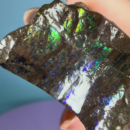 Rare Ammolite Fossil Gemstone Specimen, Canada (Video)