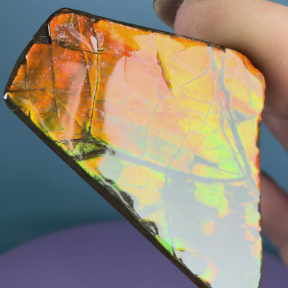 Rare Ammolite Fossil Gemstone Specimen, Canada (Video)