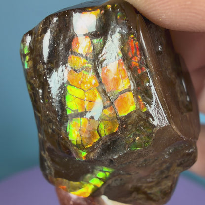 Rare Ammolite Fossil Gemstone Specimen, Canada (Video)