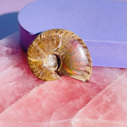 Flashy Ammonite Fossil Shell Small Specimen (Video)