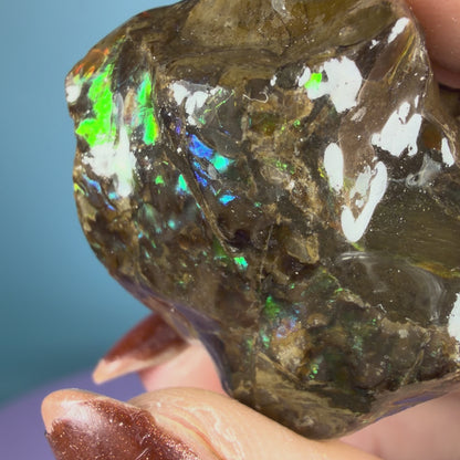 Rare Ammolite Fossil Gemstone Specimen, Canada (Video)
