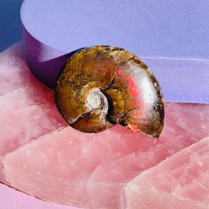 Flashy Ammonite Fossil Shell Small Specimen (Video)