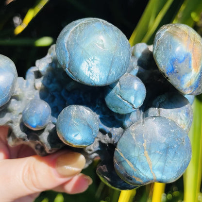 Labradorite Mushroom Troop Large Carving