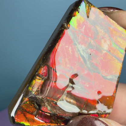 Rare Ammolite Fossil Gemstone Specimen, Canada (Video)
