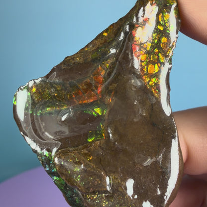 Rare Ammolite Fossil Gemstone Specimen, Canada (Video)