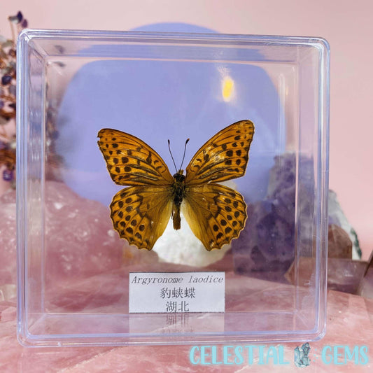 'Argyronome Laodice' Butterfly Specimen in Frame