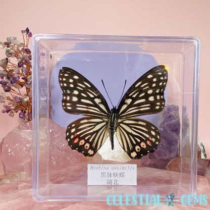 'Hestina Assimilis' Butterfly Specimen in Frame