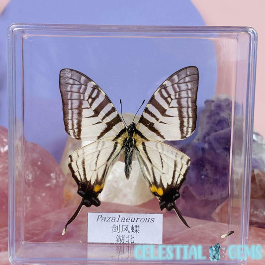 'Pazalaeurous' Butterfly Specimen in Frame