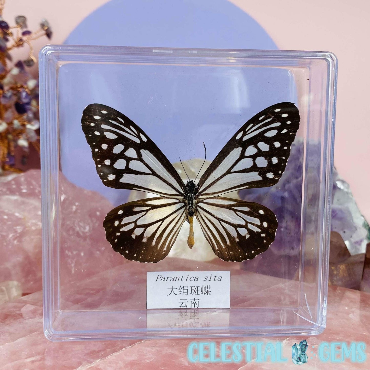 'Parantica Sita' Butterfly Specimen in Frame