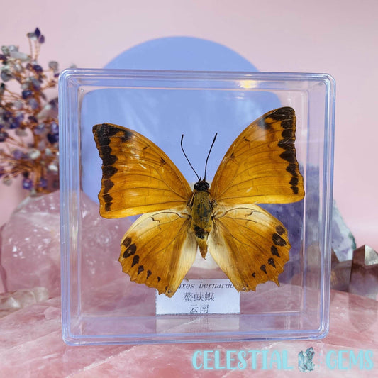 'Charaxes Bernardus' Butterfly Specimen in Frame