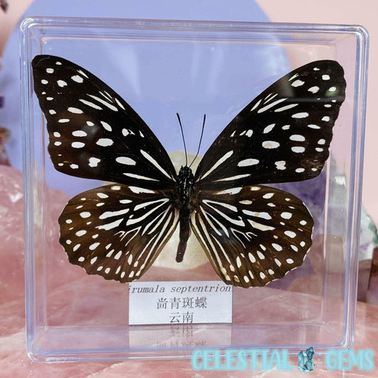 'Tirumala Septentrion' Butterfly Specimen in Frame