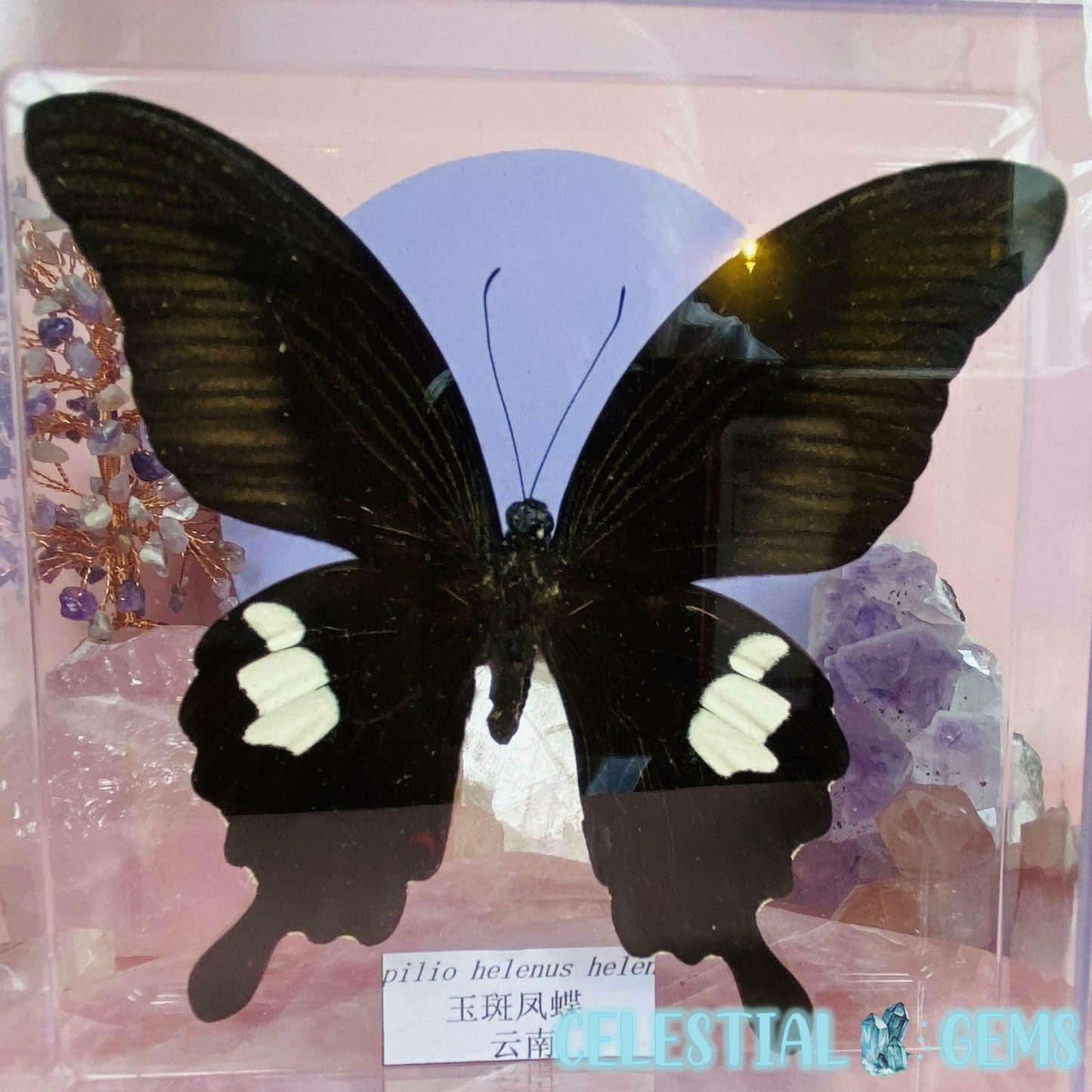 'Papilio Helenus Helenus' Large Butterfly Specimen in Frame