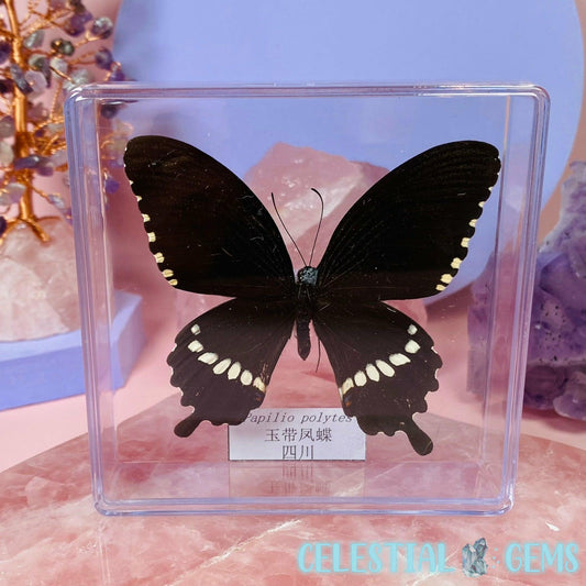 'Papilio Polytes' Large Butterfly Specimen in Frame
