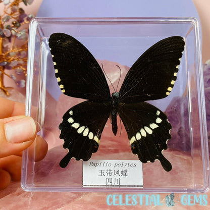 'Papilio Polytes' Large Butterfly Specimen in Frame