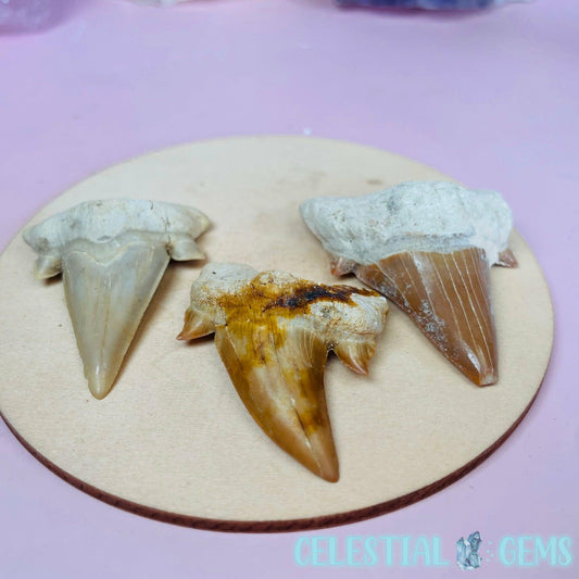 Shark Fossil Tooth