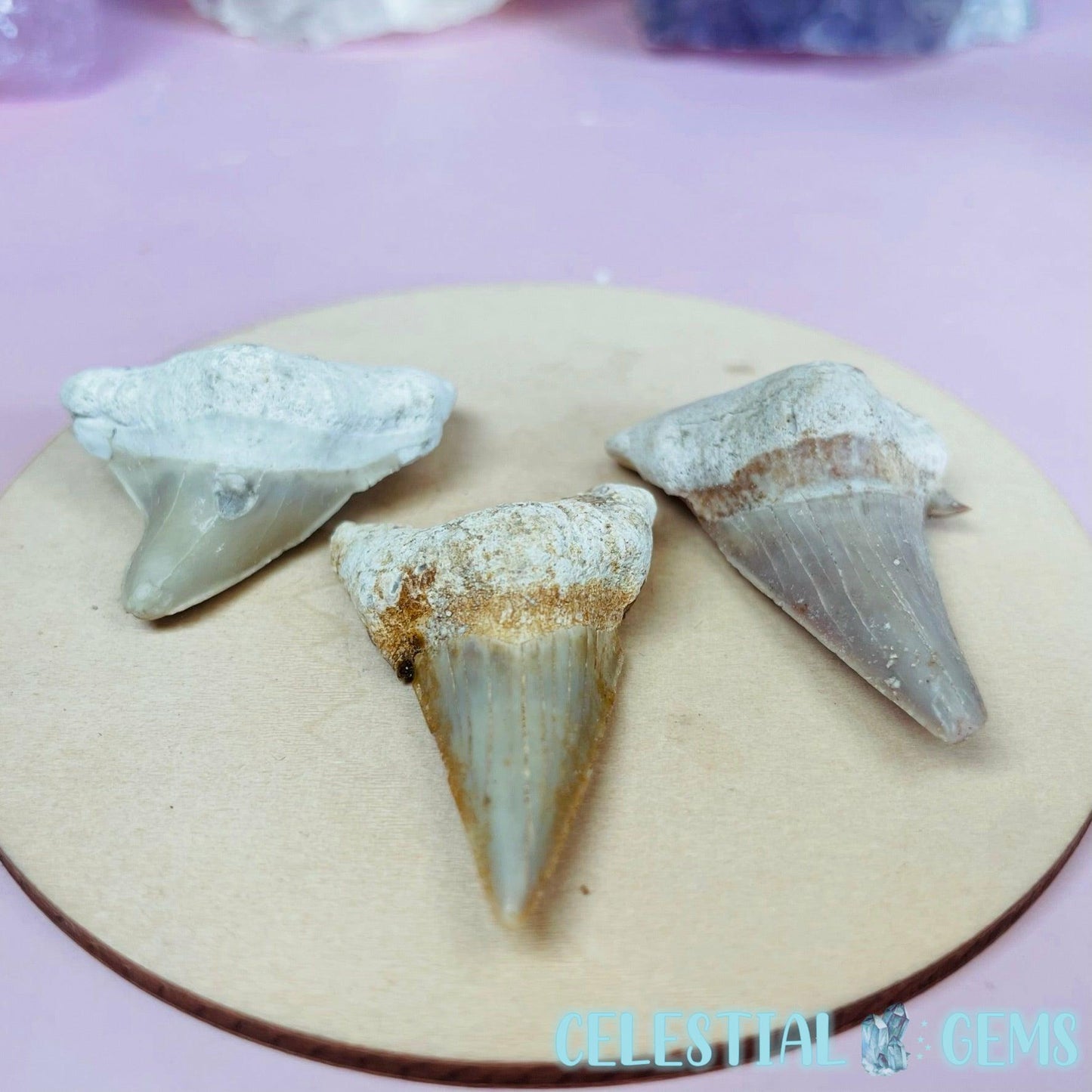 Shark Fossil Tooth